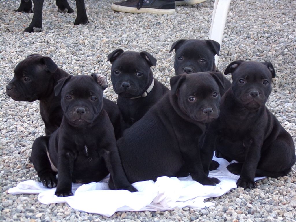 Black Earth - Staffordshire Bull Terrier - Portée née le 22/08/2019