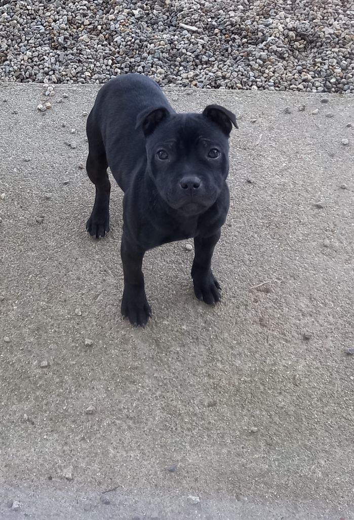 Black Earth - Chiot disponible  - Staffordshire Bull Terrier